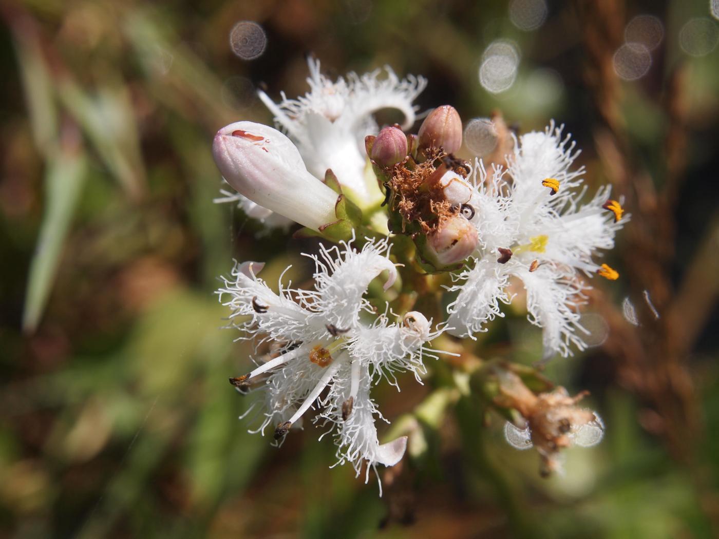 Bogbean flower